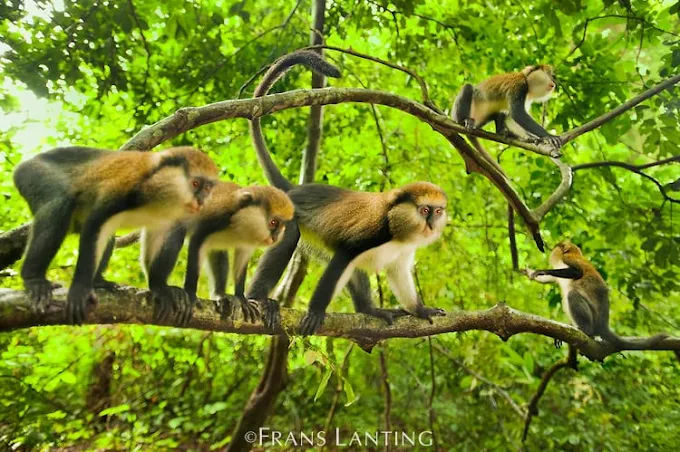 Top Attractions in Bono East and Bono West Region
