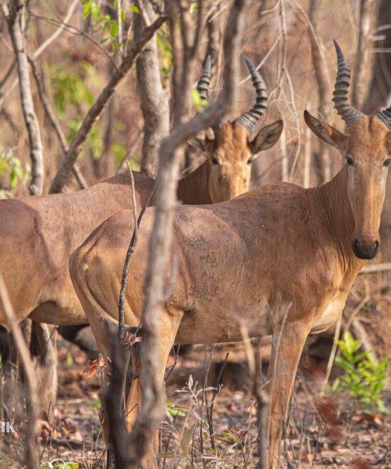 Mole National Park
