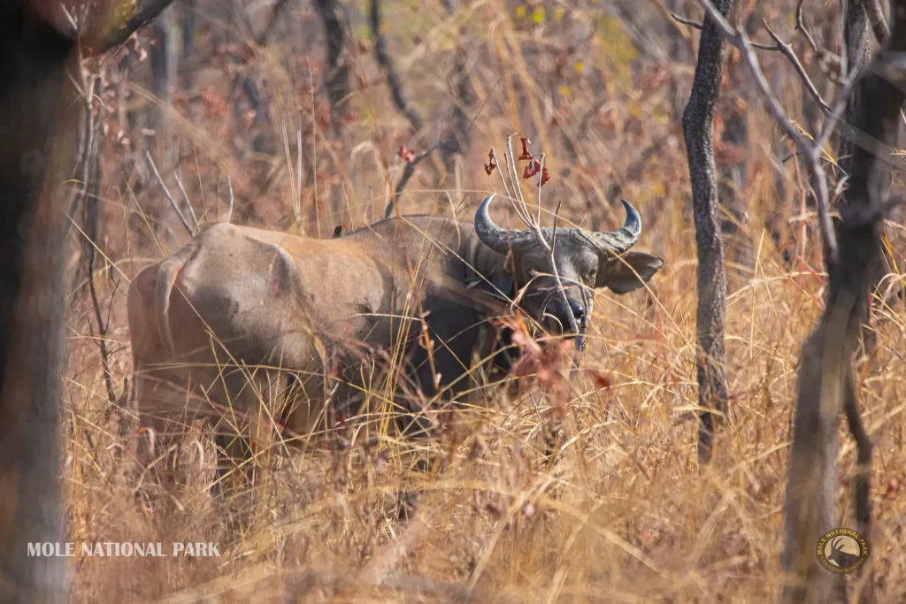 Mole National Park
