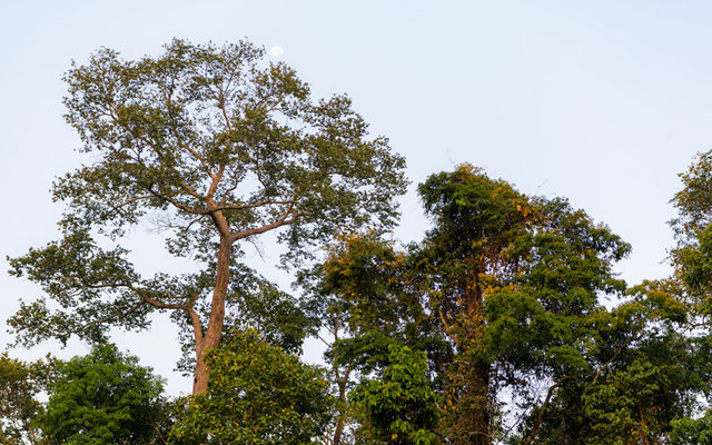 Visit Bobiri National Park