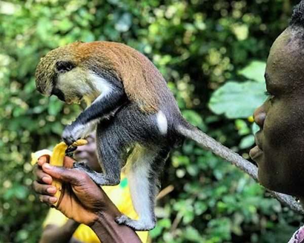 Tafi Atome Monkey Sanctuary