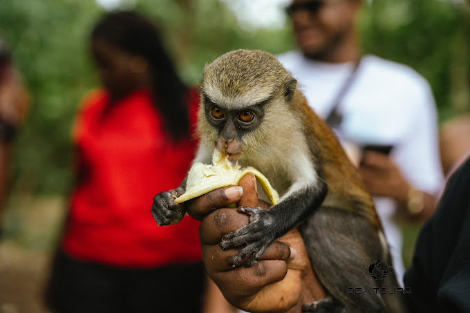 Tafi Atome Monkey Santuary