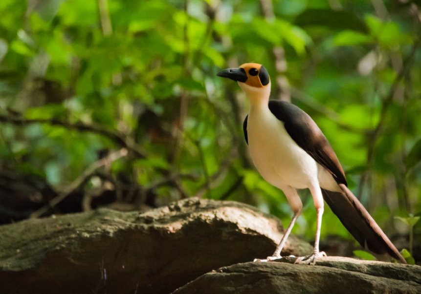 Birdwatching & Nature Tours in Ghana